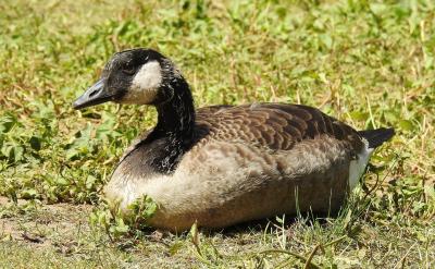 �����������õļ�ͥ�Շ�