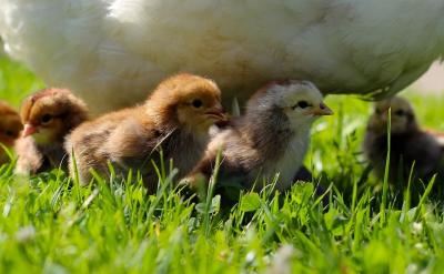 1、學校利用教職工大會、班會、升旗儀式等...