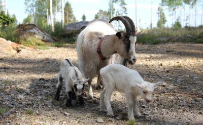 �ġ����÷e�O�Ľ�����ʽ