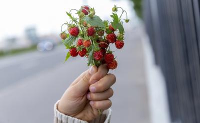 熔析,液化作用 liquation