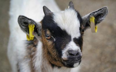 ƪ5���߿�Ӣ�Z���ĸ߷־���ģ��