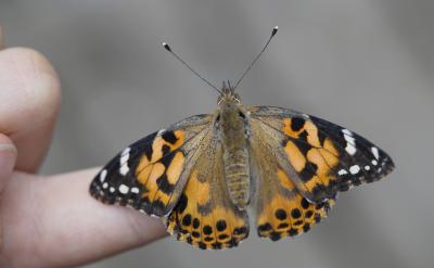 1���ò�ͬ�ɫ�P��(bi��o)עӋ���e�`��˼·�e�`