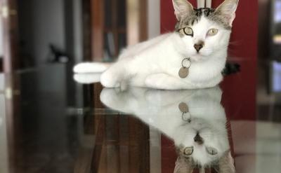 ע�ؿ��Z������ͨ�^ģ�º͸��x�ķ�ʽ��׌��...