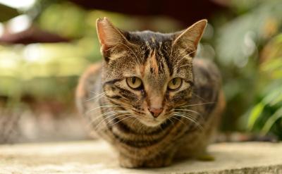 �ں��ӵĳ��L��·�ϣ����L�Ľ�ɫ���P��Ҫ��...