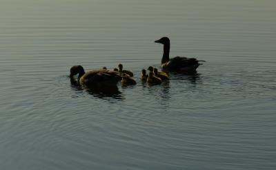 ���ü��g���ߣ�ʹ���Z�ԌW�����ó����ھ�...