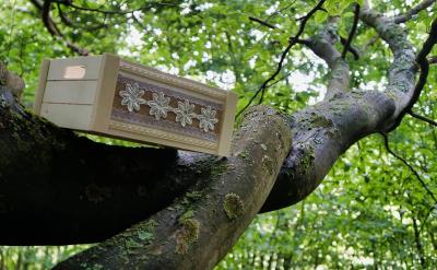 ( )8��̥�P��ָ�� A ̥����һ����Ѫ�� B ĸ...