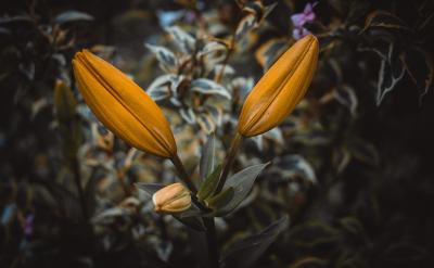 ����Ҏ(gu��)���r(sh��)�g��(n��i)�](m��i)�������ֹͣ