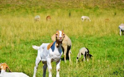 ���Է֞�ɴ��棬һ�����Ǻϳɴ��x������...