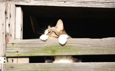 8、結合體育比賽進行教學