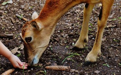 �������ö�Nӛ������