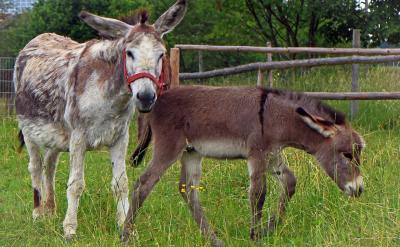 adi �����ļ��f��