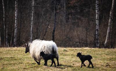 ������ĸ����w���팦���ӵ�Ӱ�