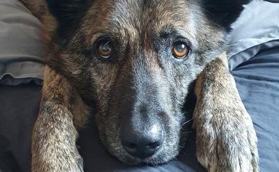 篇9:孩子成績不佳的原因探究