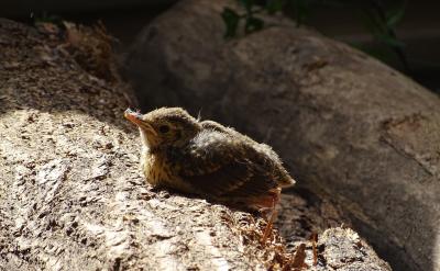 �����o���ӂ���ֵ�������