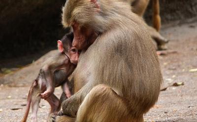 �Ϸ���ĩ����С�f�Ќ��������ČW������ʧ��...