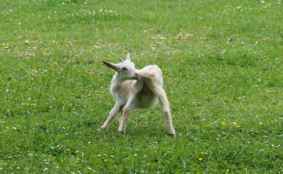 ƪ13������������Ч��������