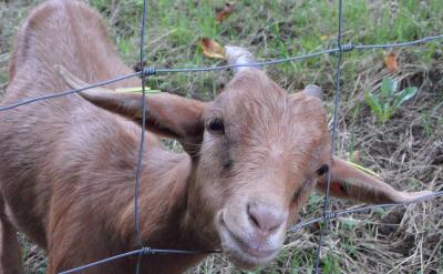 ���@�NС�M�f(xi��)���̌W(xu��)ģʽ���H����ˌW(xu��)������...