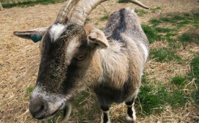 ��ԇ��ʽ����Pԇ��