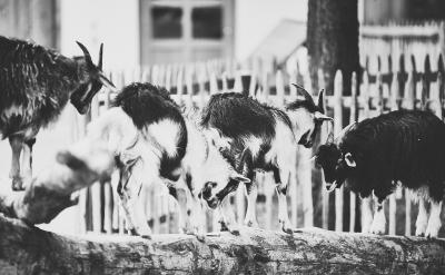 教師的教學方法也需要不斷創新。傳統的填鴨...