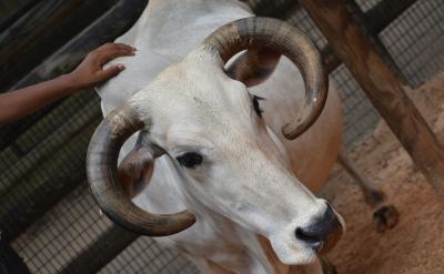 ���}ģʽ���^�c+�J�R������Փ����+��������...